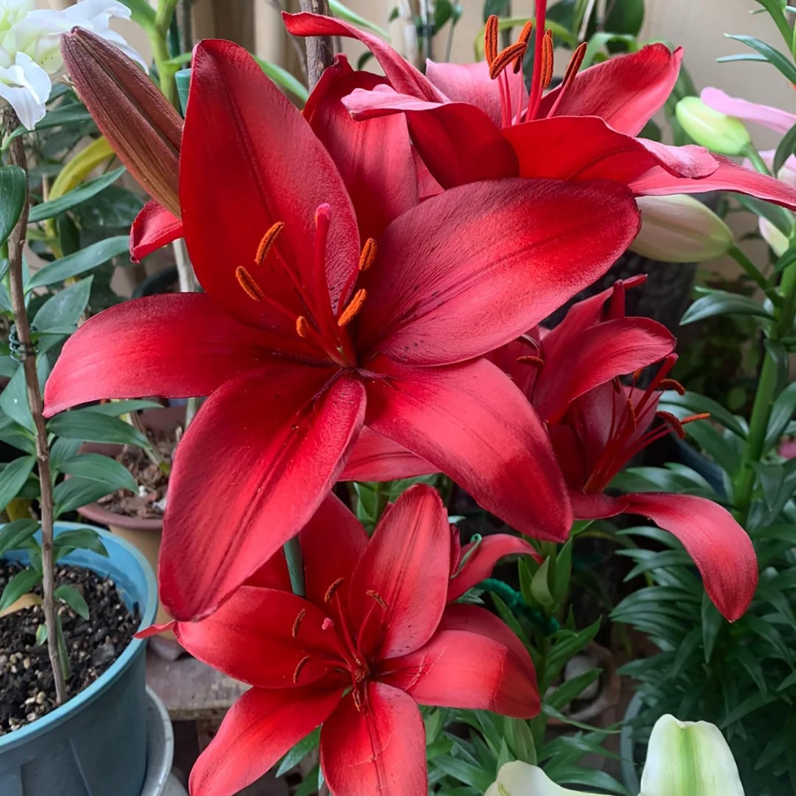 lily　25cm & 20cm おまとめ　5月10日以降発送 10 Packs Lily Bulbs for Planting Canada,Lilium Plants Import Bulbs